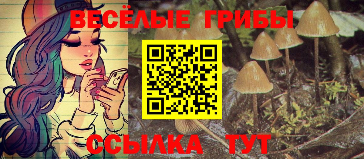 Камень-на-Оби  сколько стоит  Вход с VPN  Псилоцибиновые грибы прущие грибы  Галлюциногенные грибы GOLDEN TEACHER 
